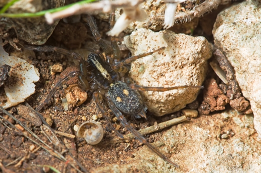 Lycosoides flavomaculata (Agelenidae) da Malta